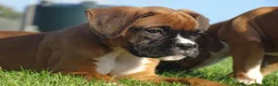 Boxer dogs for sale: Beautiful boxer puppies  - Advert 11
