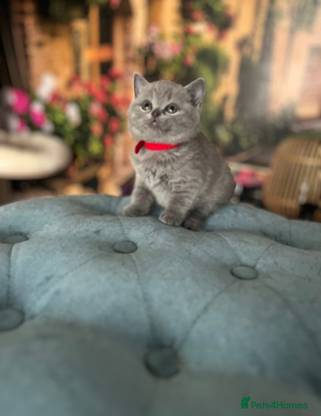British Shorthair cats for sale: Beautiful British shorthair kittens 🐱 🥰 - Advert 27