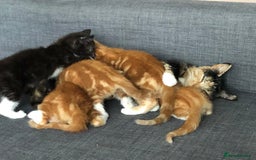 Mixed Breed cats for sale: Three Male Ginger & White Kittens Available - Image 1