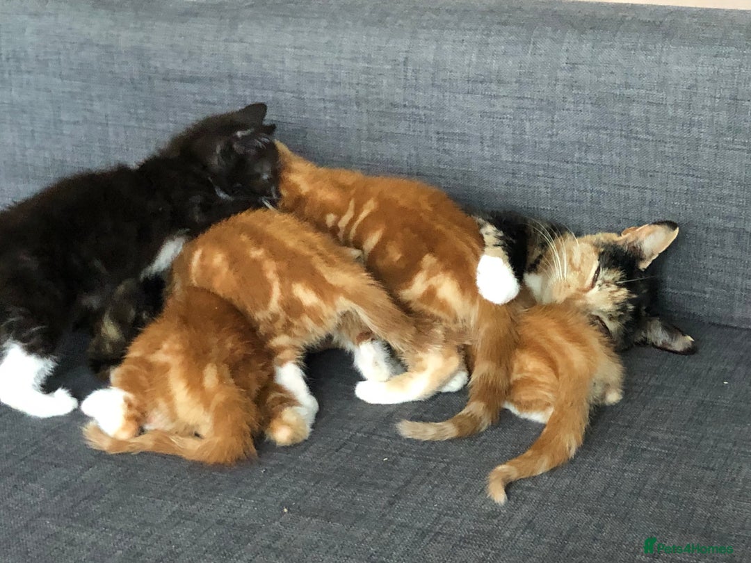 Mixed Breed cats for sale: Three Male Ginger & White Kittens Available - Image 1