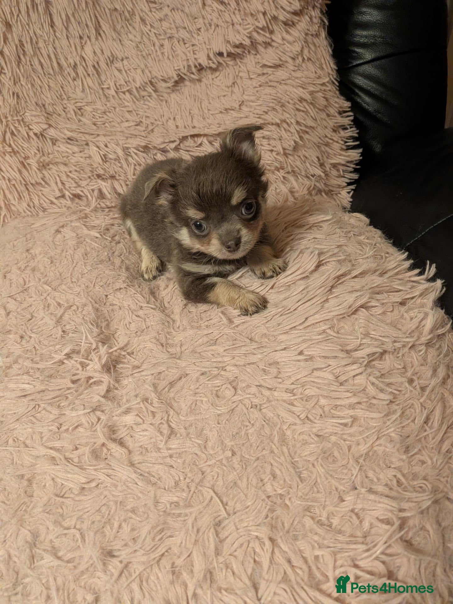 Chihuahua dogs Lovely tiny chihuahua puppies for sale  - Advert 2