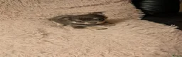 Chihuahua dogs for sale: Lovely tiny chihuahua puppies for sale  - Advert 1
