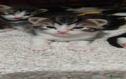 Mixed Breed cats for sale: Ragdoll mixed kitten - Image 6