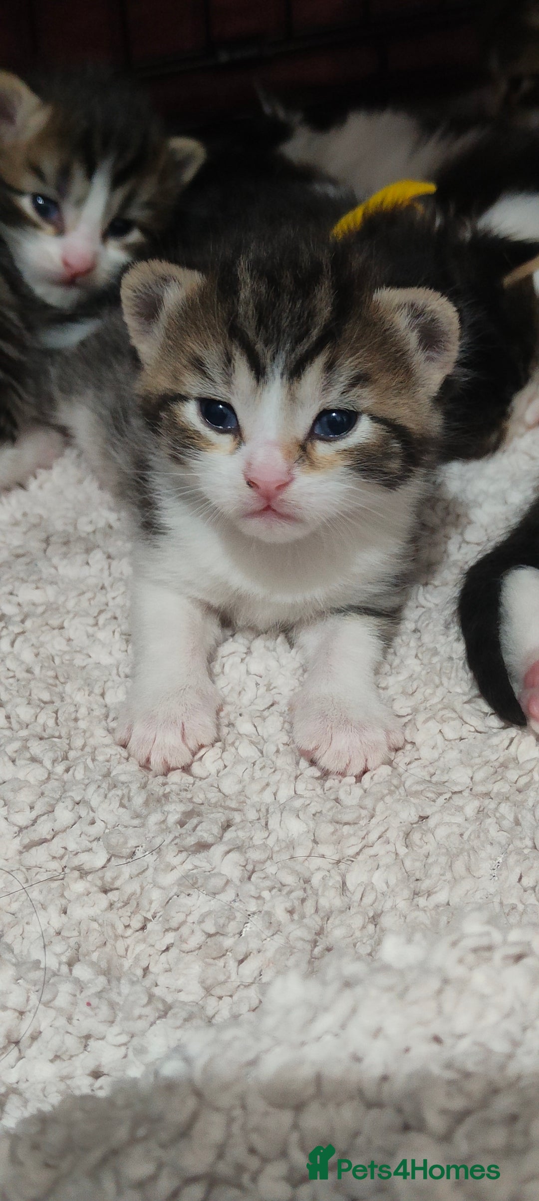 Mixed Breed cats for sale: Ragdoll mixed kitten - Image 6