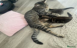 Mixed Breed cats for sale: Sweet Little Kittens Searching for Forever Home - Image 20