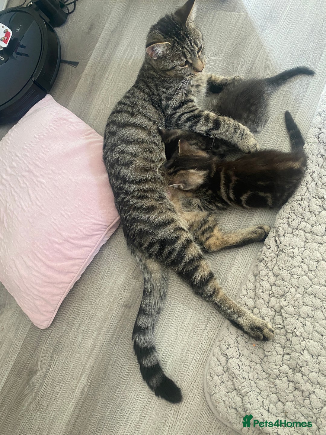 Mixed Breed cats for sale: Sweet Little Kittens Searching for Forever Home - Image 20
