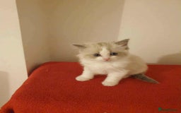 Ragdoll cats for sale: Ragdoll kittens  - Image 9