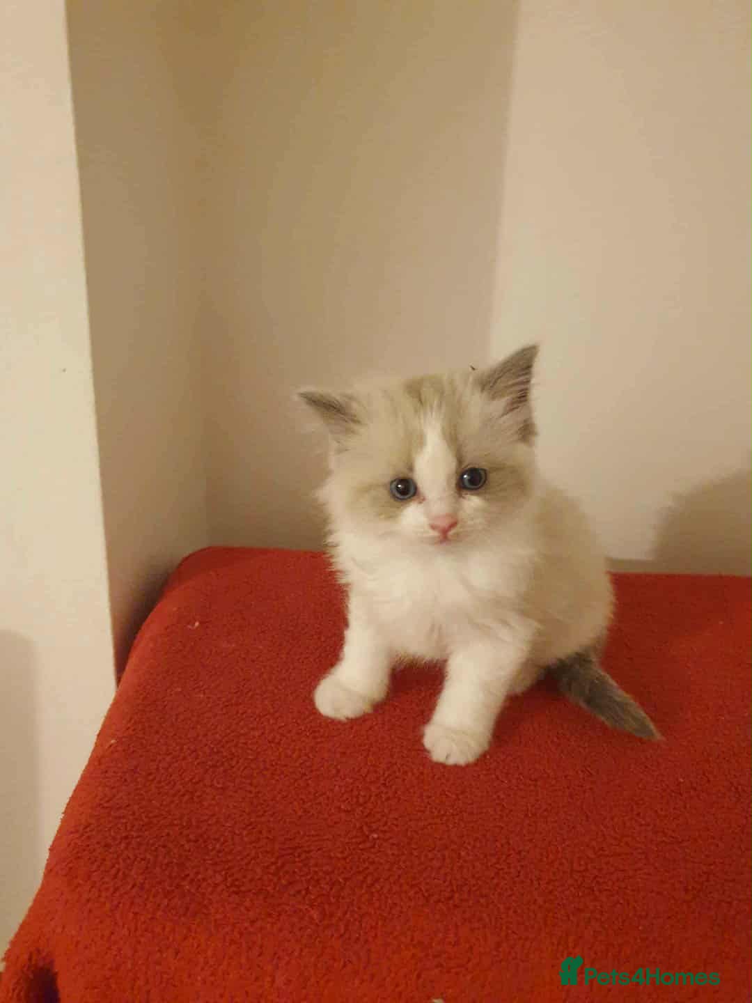 Ragdoll cats for sale: Ragdoll kittens  - Image 9