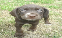 Field Spaniel dogs for sale: Spaniel puppies  - Image 5