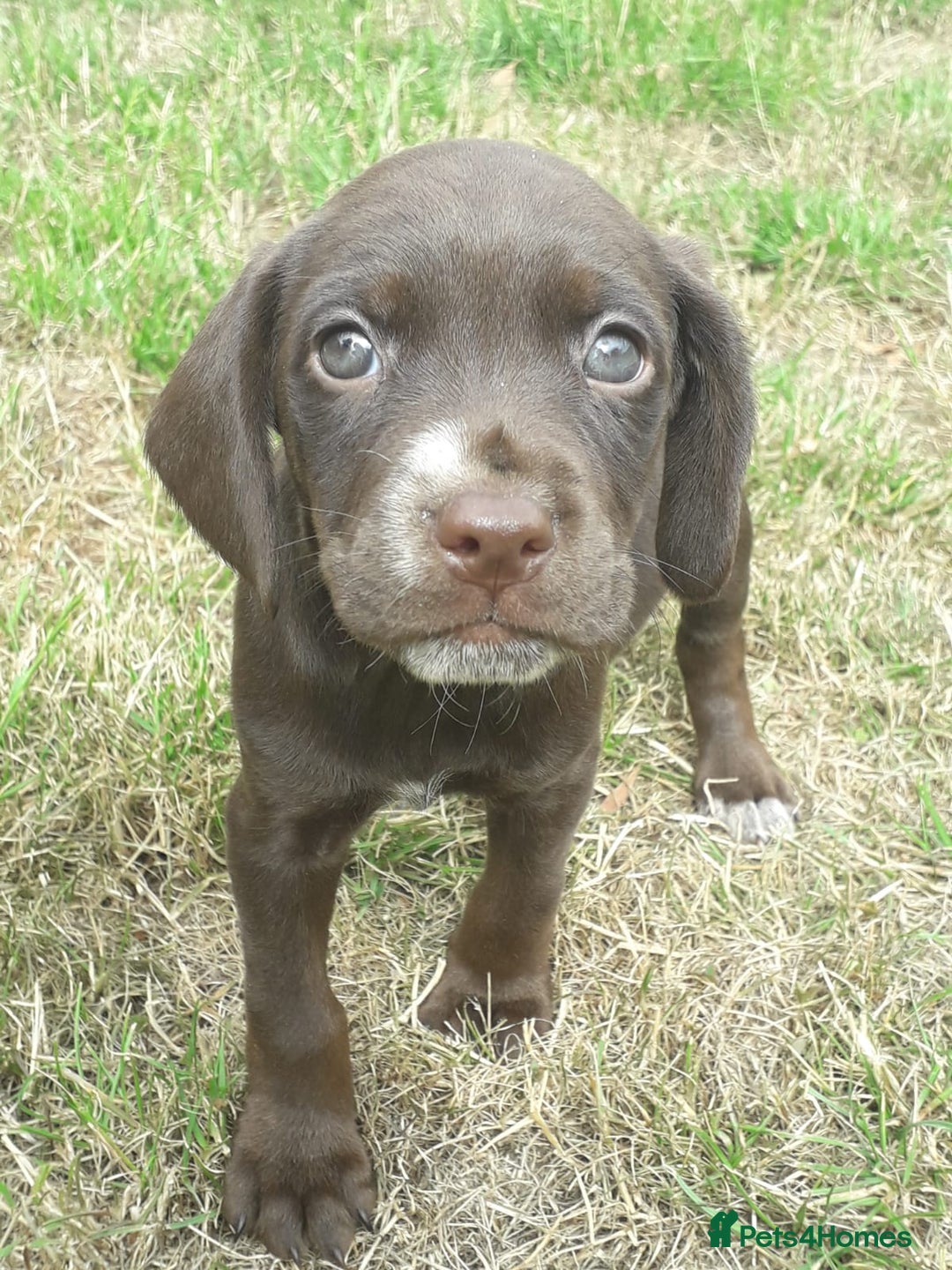 Field Spaniel dogs for sale: Spaniel puppies  - Image 5