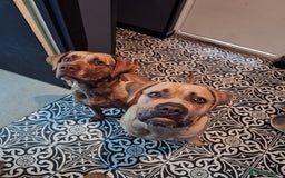 Mixed Breed dogs for sale: Cane corso mixed (ghost) - Image 3