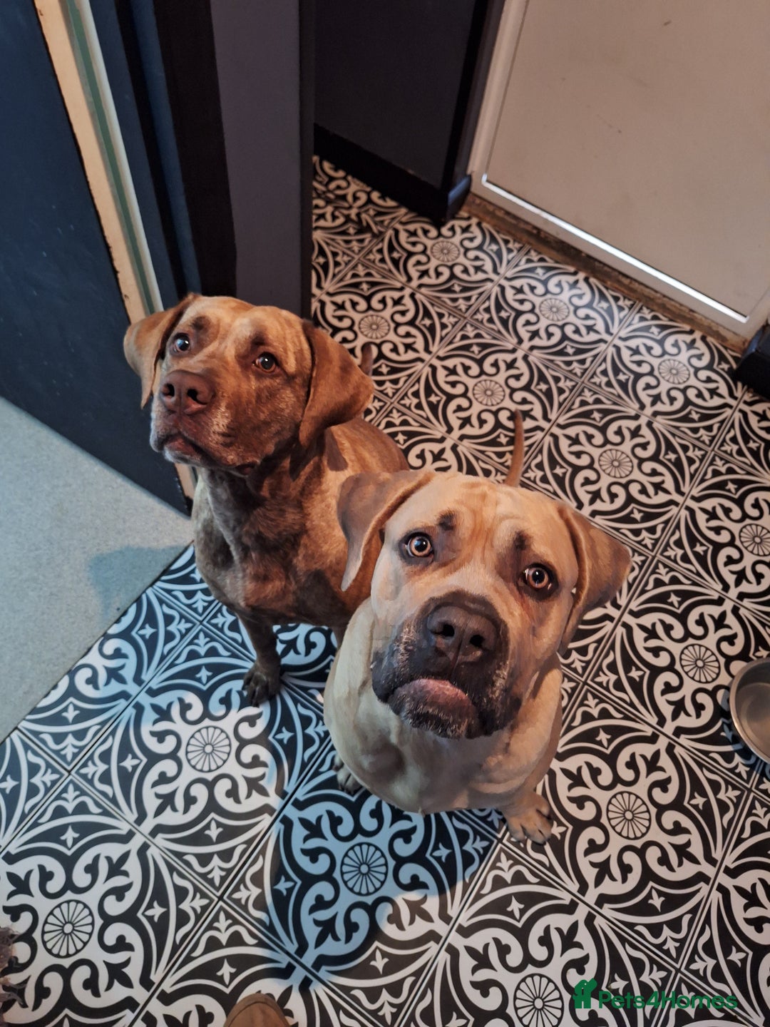 Mixed Breed dogs for sale: Cane corso mixed (ghost) - Image 3