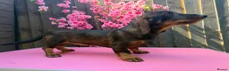 Dachshund dogs for sale: 2 tekles for sale brother and sister £1100 ONO - Advert 3
