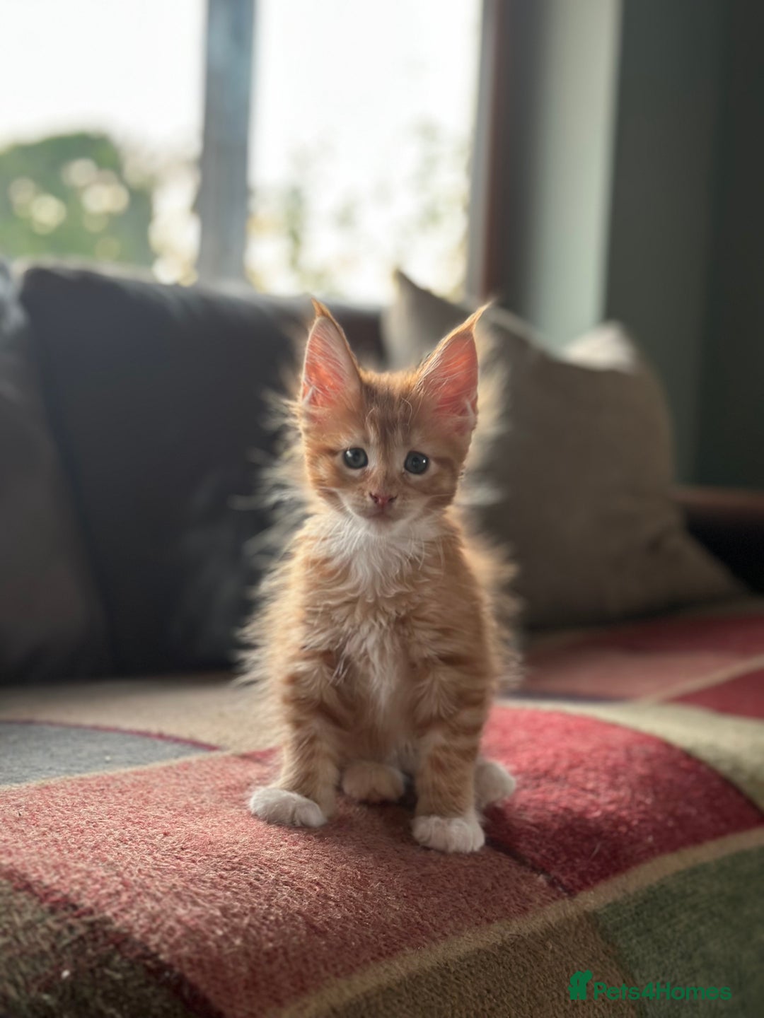 Maine Coon cats for sale: Riverbrue Maine Coon (Active-GCCF) - Image 12