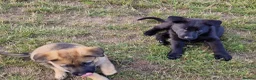 German Shepherd dogs for sale: Working line german shepherd puppies - Advert 10