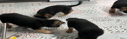 German Shepherd dogs for sale: Pure German Shepherd puppies  - Advert 11
