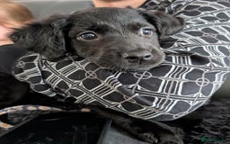 Mixed Breed dogs for sale: Ruby! - Advert 2