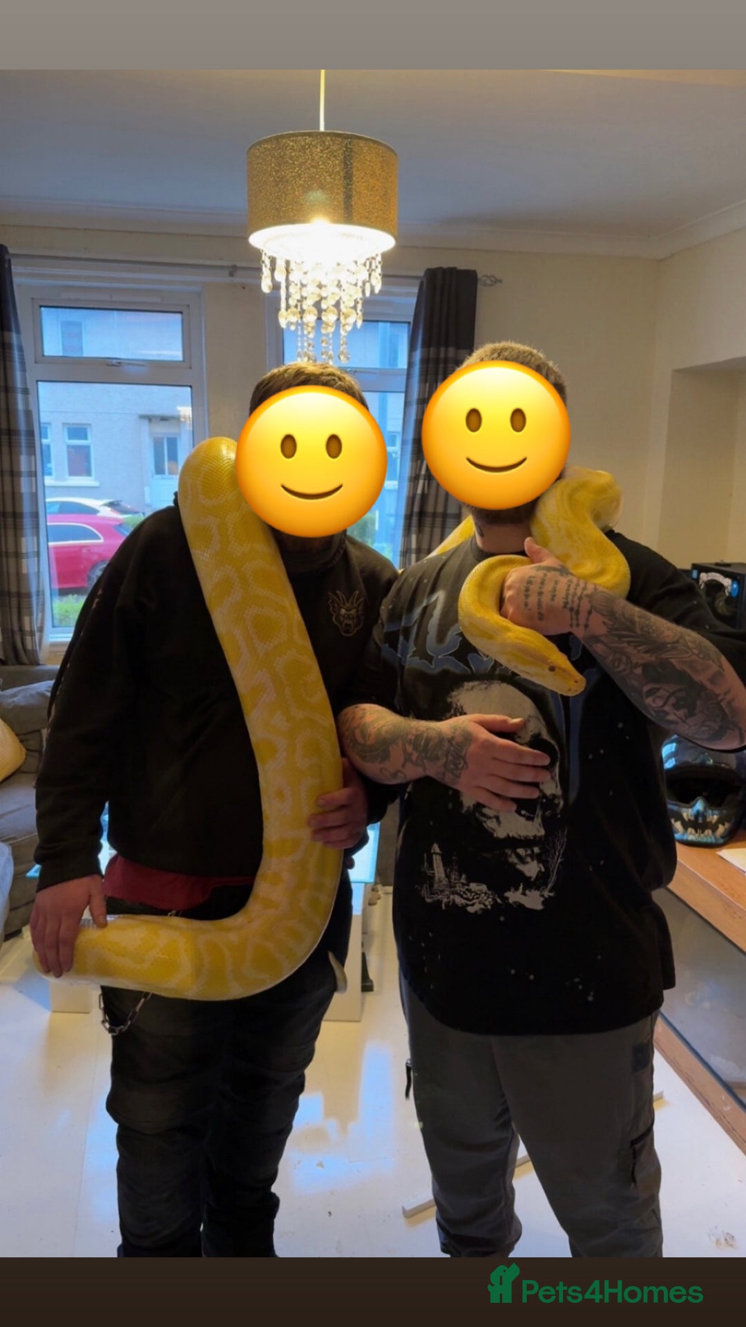 Snake reptiles for sale: Albino Burmese python  - Image 4