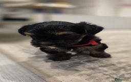 Yorkshire Terrier dogs for sale: Yorkshire terrier  - Image 11