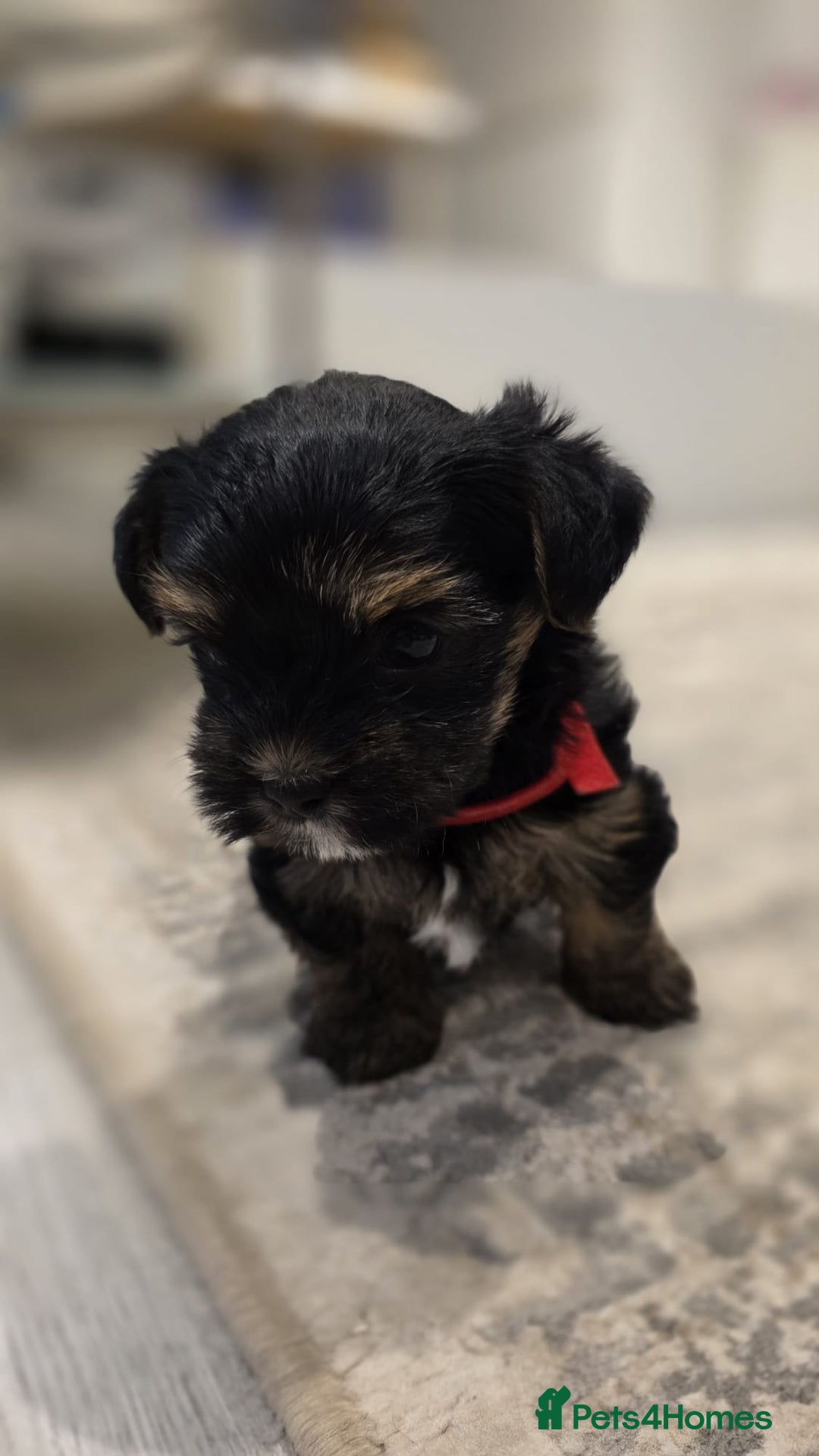 Yorkshire Terrier dogs for sale: Yorkshire terrier  - Image 11