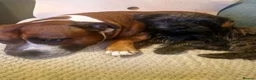 Staffordshire Bull Terrier dogs for stud: Stunning Staffordshire bull terrier  - Advert 5