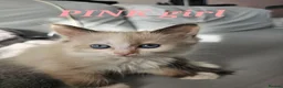 Ragdoll cats for sale: Friendly and playfull Ragdoll x  - Advert 36