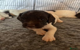 English Springer Spaniel dogs for sale: Sired by Brocklinton Bertie FTCH, docked - Image 9