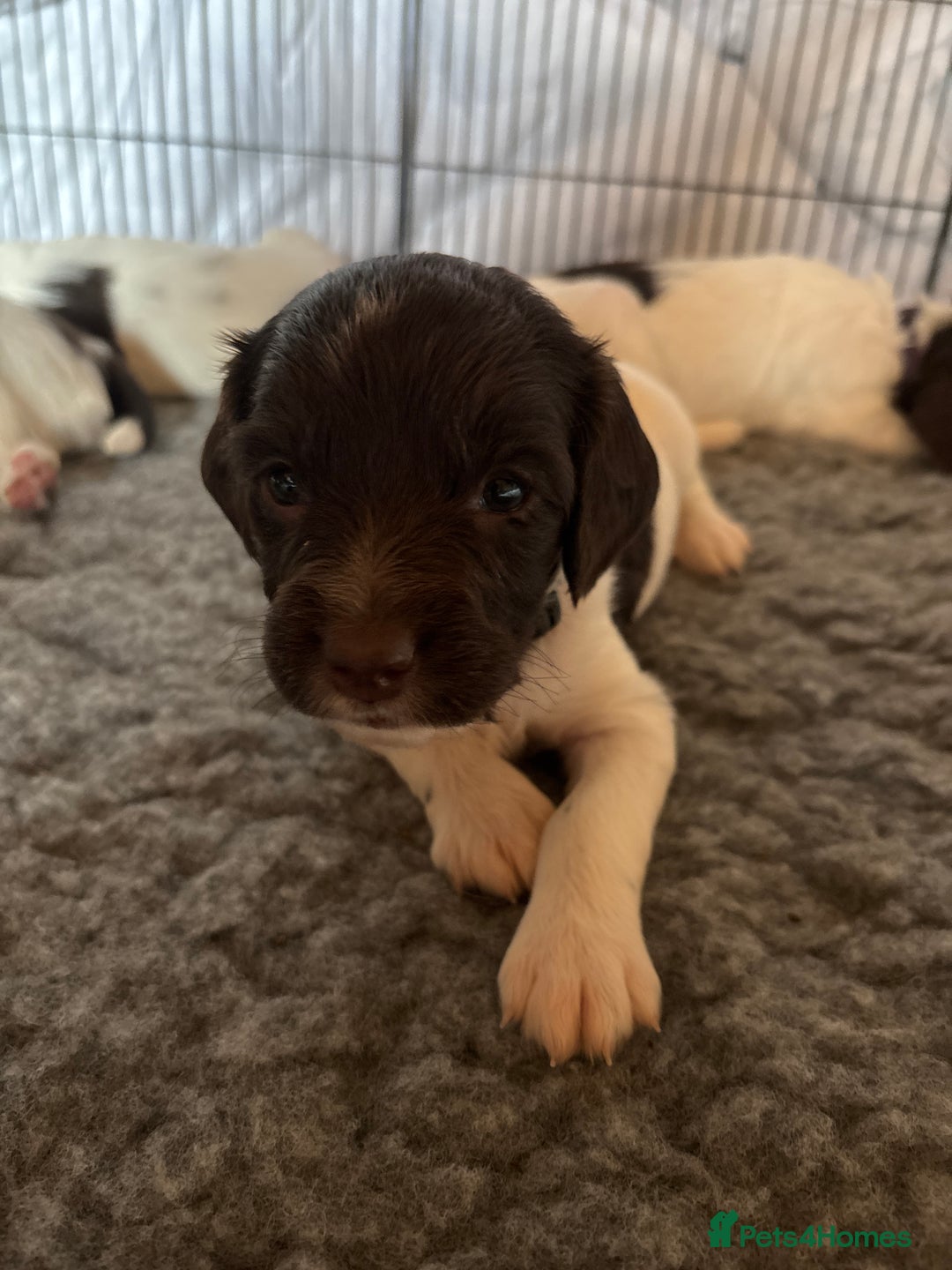 English Springer Spaniel dogs for sale: Sired by Brocklinton Bertie FTCH, docked - Image 9