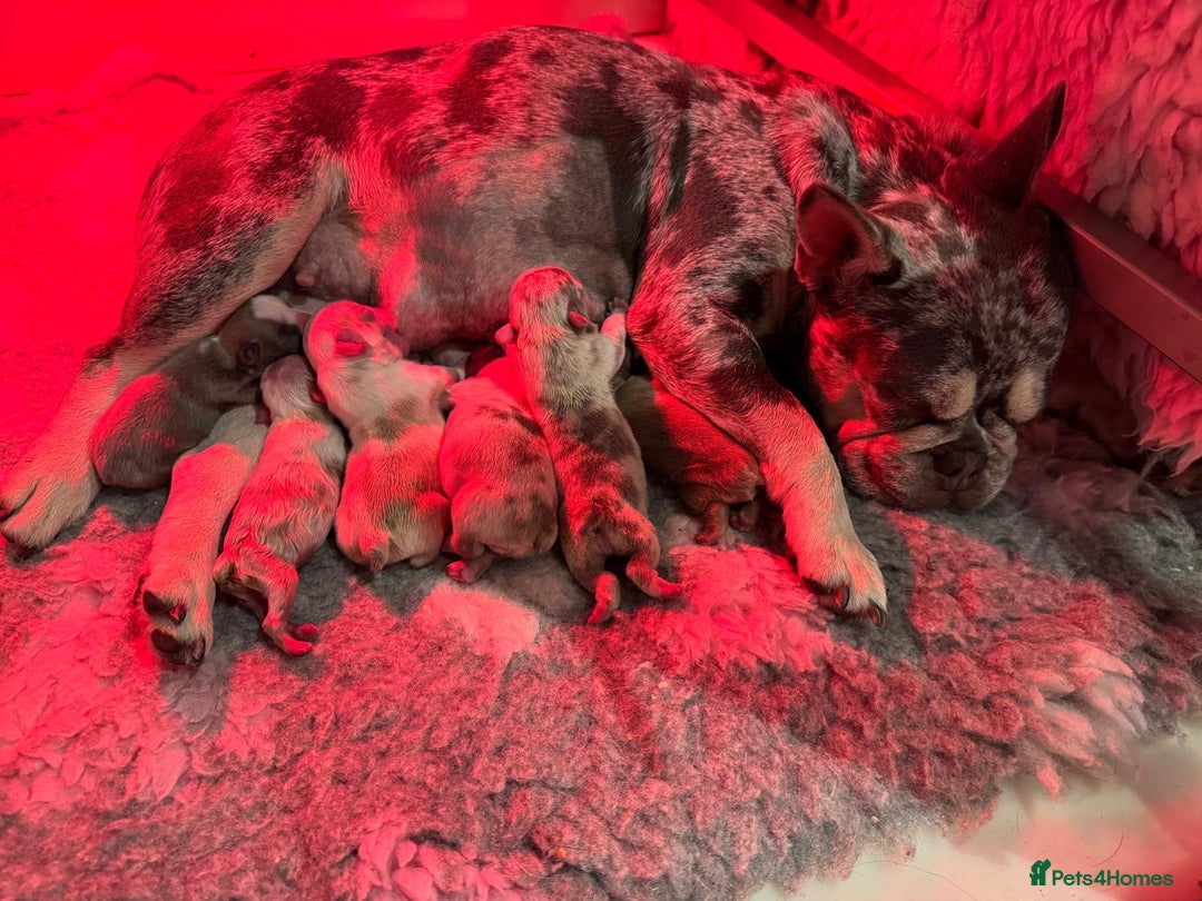 French Bulldog dogs for sale: 🐶 Beautiful Litter Of French Bulldogs 🐶 - Image 11