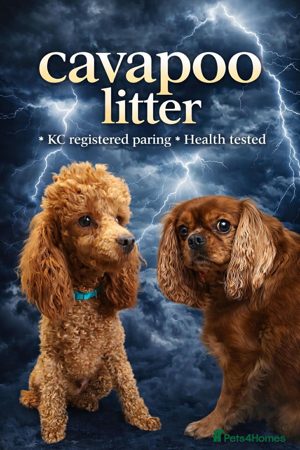 Cavapoo dogs Health tested toy cavapoo puppies  - Advert 7