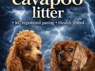 Cavapoo dogs Health tested toy cavapoo puppies - Advert 7
