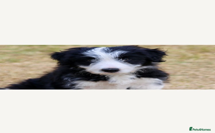 Bearded Collie dogs - Advert 2