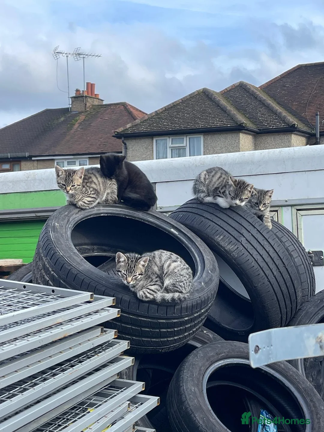 Mixed Breed cats for sale: Mixed kittens for sale - Advert 3