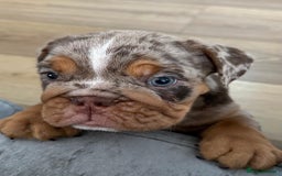 English Bulldog dogs for sale: Amazing litter of English bulldogs - Image 6