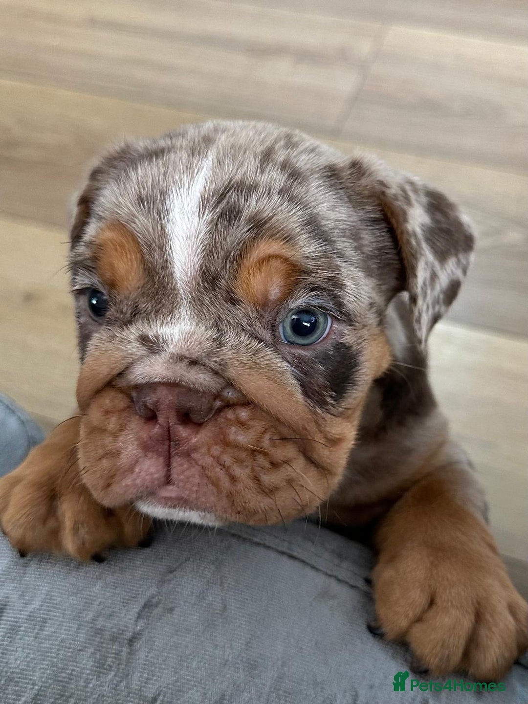 English Bulldog dogs for sale: Amazing litter of English bulldogs - Image 6