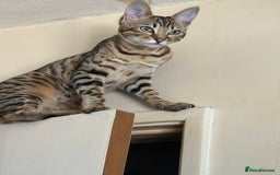 Bengal cats for sale: Snow Mink/Brown Rossette Blue Eyed Bengals - Image 39
