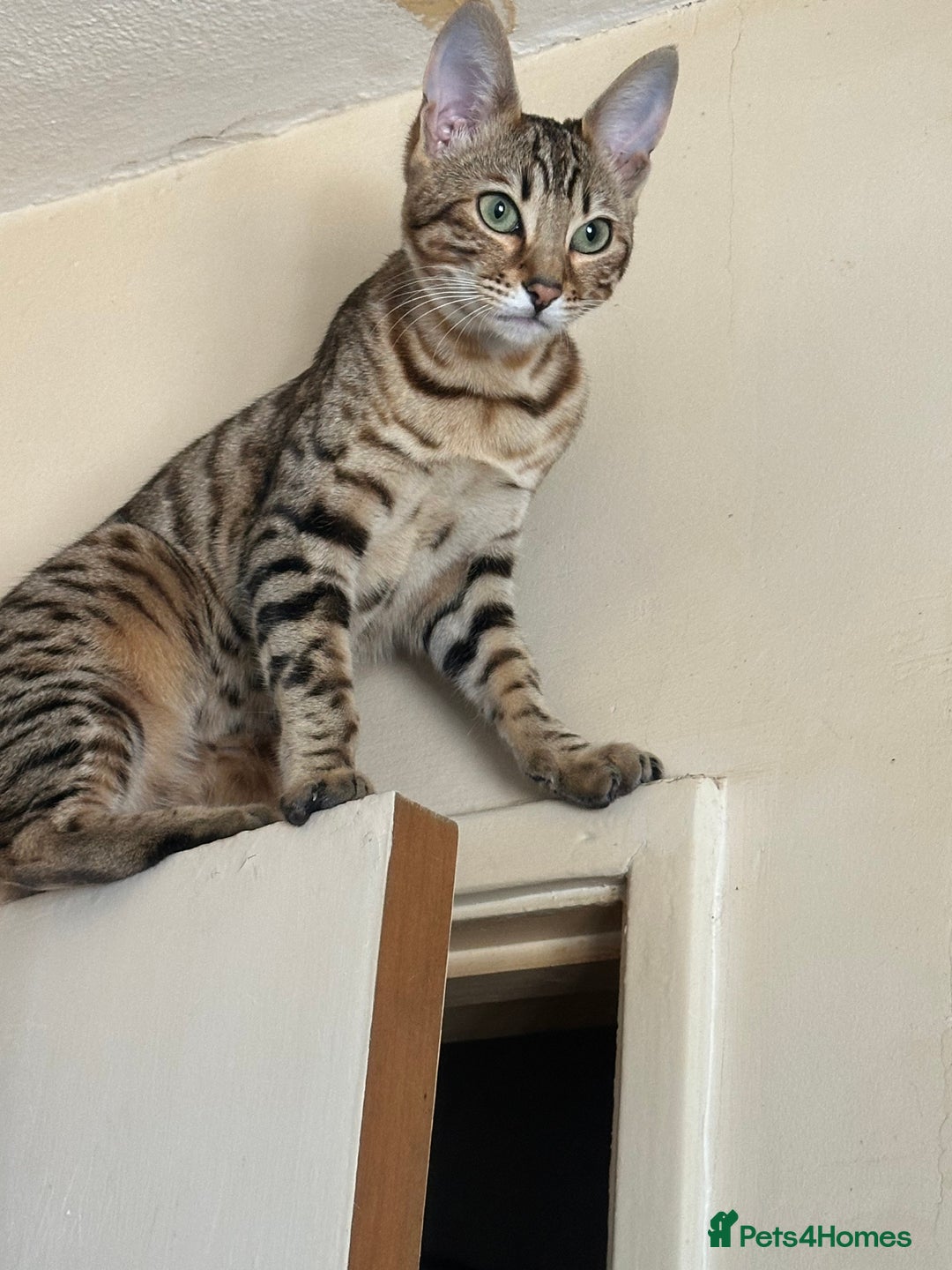 Bengal cats for sale: Snow Mink/Brown Rossette Blue Eyed Bengals - Image 39