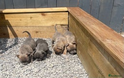Staffordshire Bull Terrier dogs for sale: Staffordshire Bull Terrier Pups KC REGISTERED  - Image 8