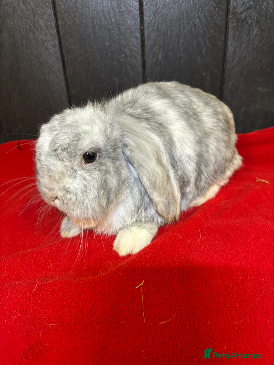 Mini Lop rabbits for sale: Stunning neutered house bunny - Advert 2