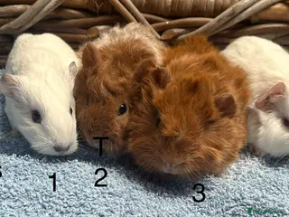 Guinea Pig rodents for sale: Baby guinea pigs for sale - Advert 1