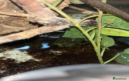 Frog reptiles for sale: 2 X Mossy Frogs and Set Up for sale - Image 3