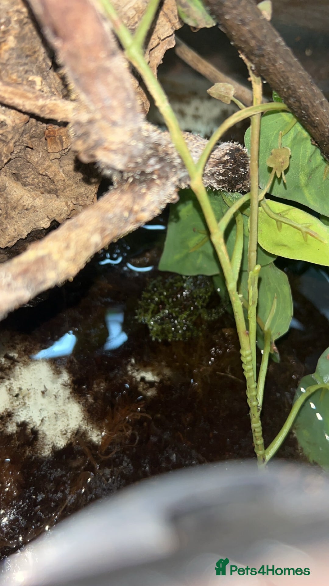 Frog reptiles for sale: 2 X Mossy Frogs and Set Up for sale - Image 3