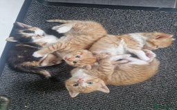 Domestic Shorthair cats for sale: Kittens for sale - Image 1
