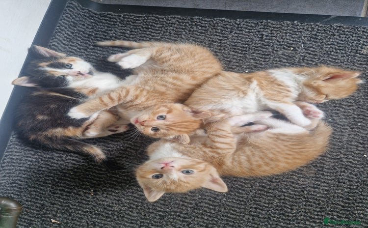 Domestic Shorthair cats - Advert 1