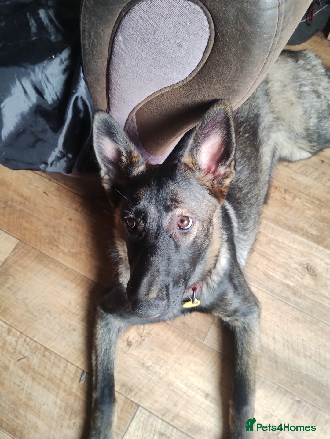 German Shepherd dogs for sale: German Shepherd Looking for a Loving Home - Advert 4