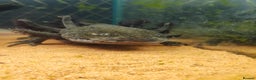 Axolotl reptiles for sale: 2 axalotols - Advert 3