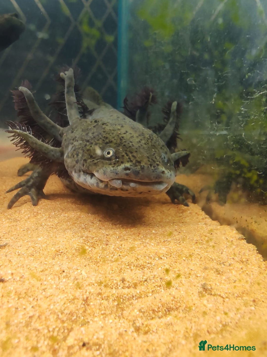 Axolotl reptiles for sale: 2 axalotols - Advert 3