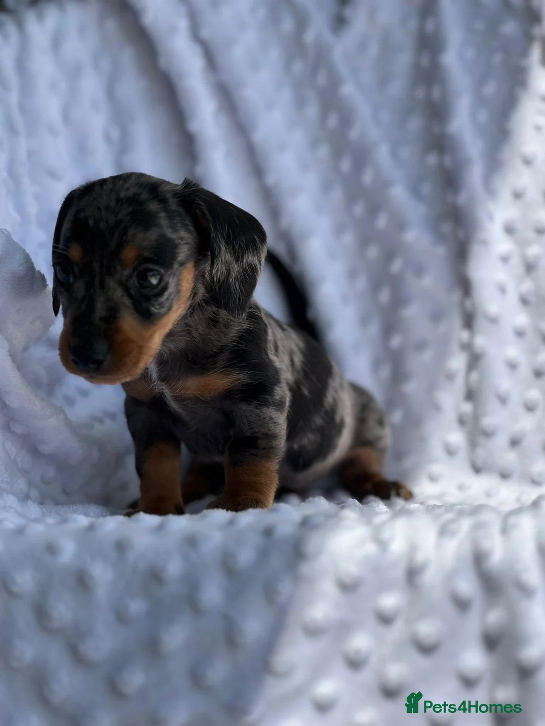 Miniature Dachshund dogs for sale: Beautiful Miniatures  in Manchester - Advert 2
