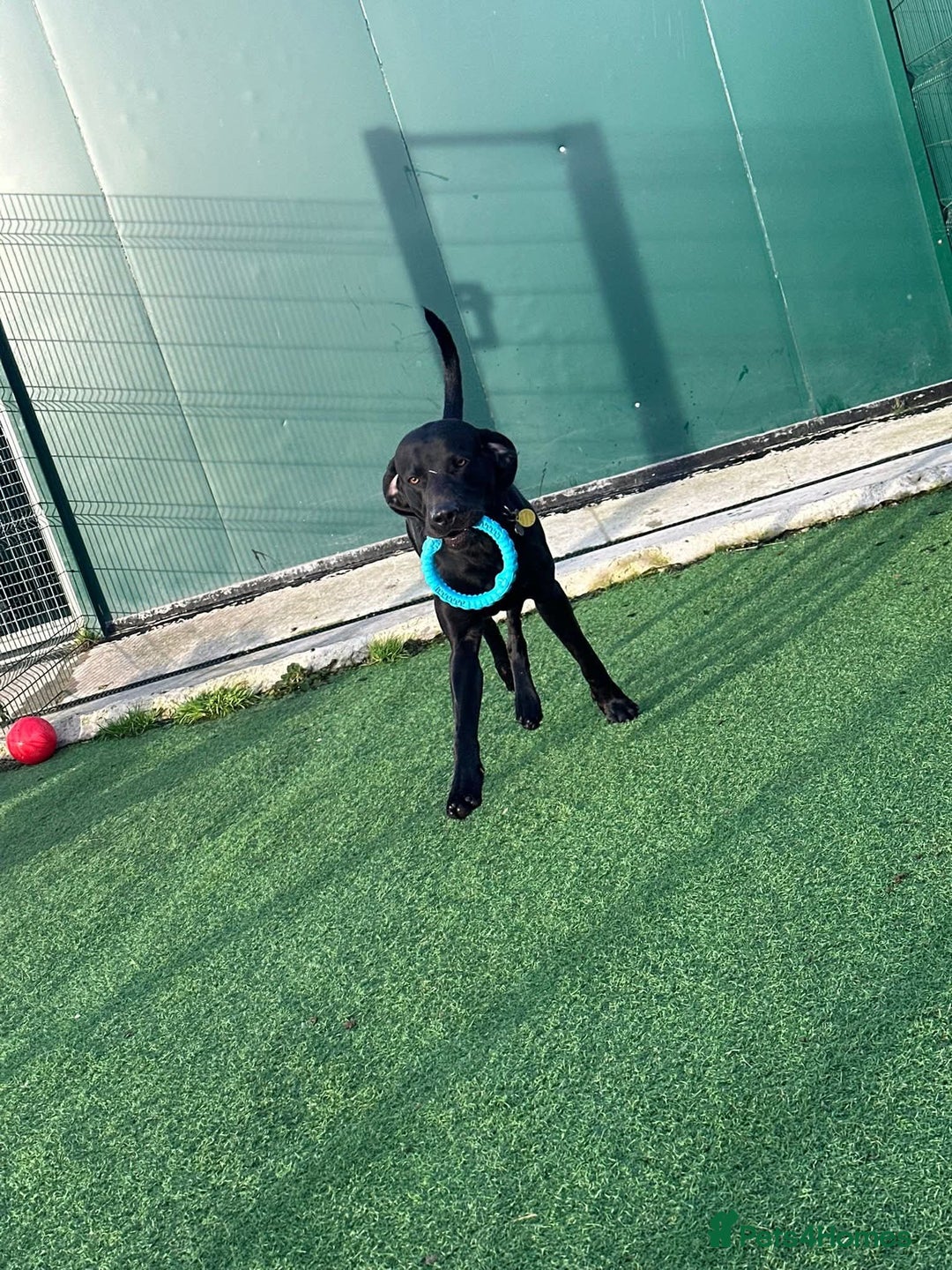 Mixed Breed dogs for sale: 2 year old weimaraner X labrador (Weimador) - Advert 1