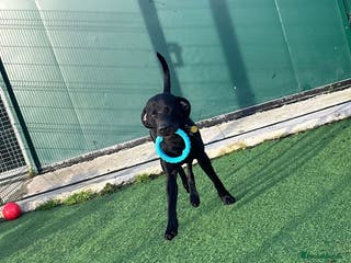 Mixed Breed dogs 2 year old weimaraner X labrador (Weimador) - Advert 16